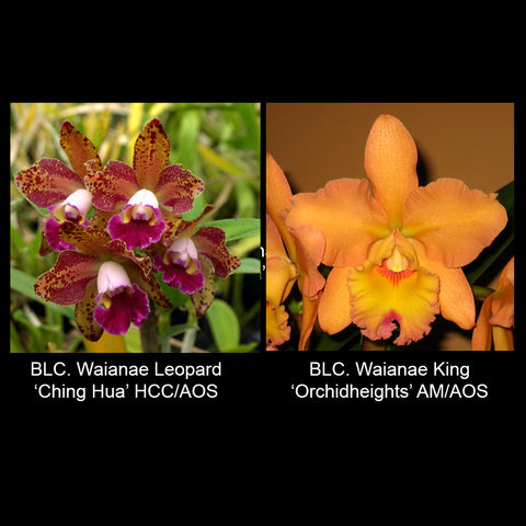 BLC. Waianae Leopard 'Ching Hua' HCC/AOS x BLC. Waianae King 'Orchidheights' AM/AOS