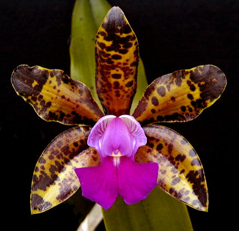 C. Cella Bella ‘Marcella’