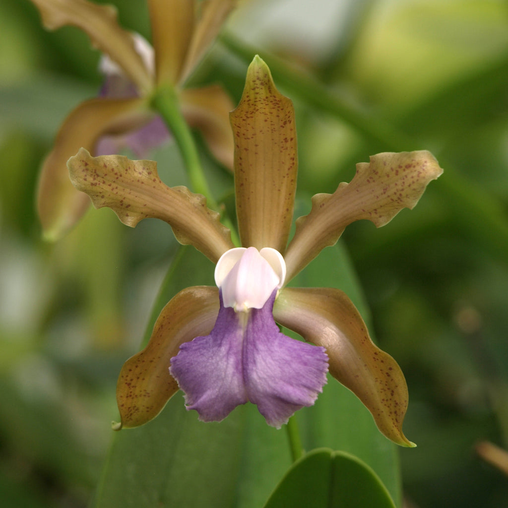 C. Poseidon Lake (C. Leoloddiglossa coerulea x bicolor coerulea)