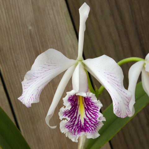 Cattleya maxima var semi-alba ‘La Pedrena’ BM/JOGA