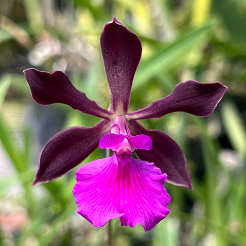 Enc. Lorraine Smith x cordigera