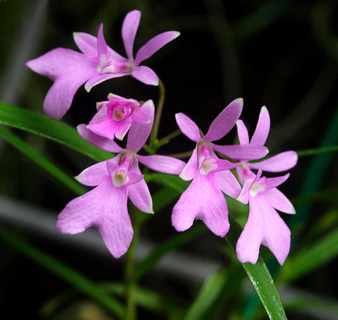 Epi. centropetalum