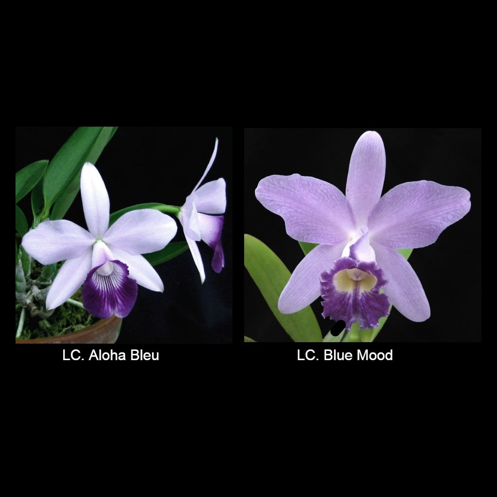 LC. Aloha Bleu 'Ray King' x Blue Mood 'Fancy Face'