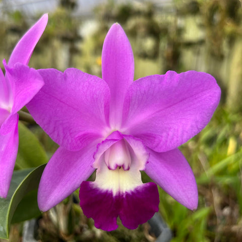 LC. Mini Purple 'LeMar'