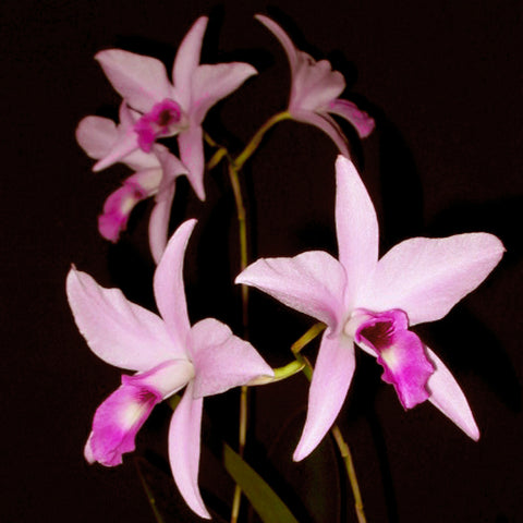 L. Maronii ‘Rio Verde Joya’