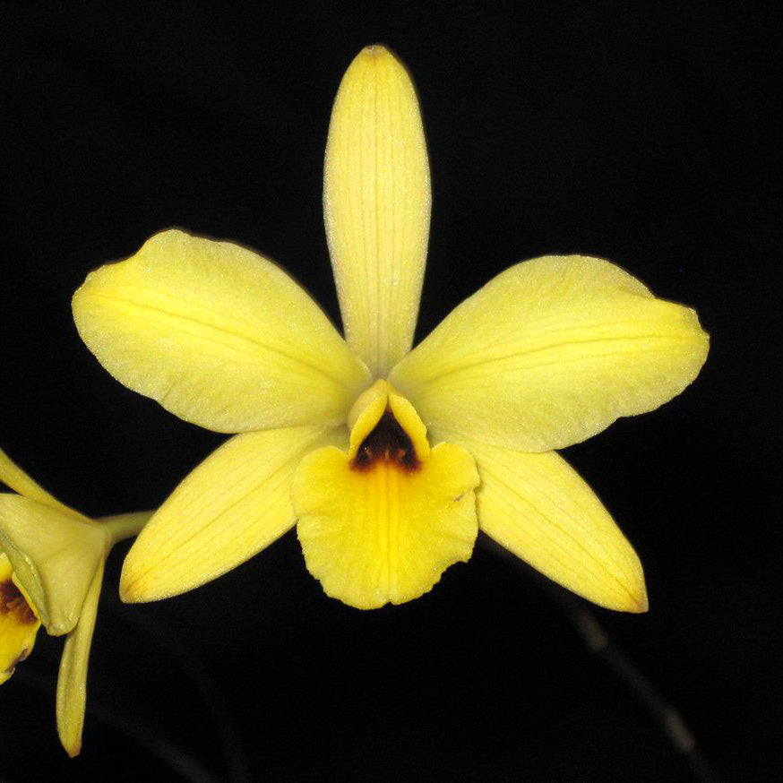 L. aurea 'Jewell's'