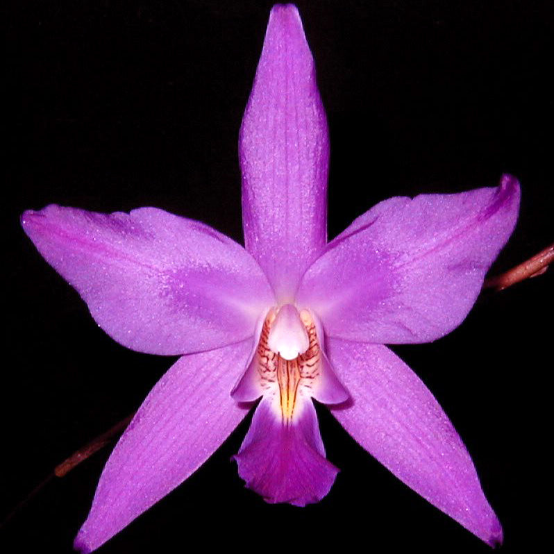 L. gouldiana 'Jewell's'