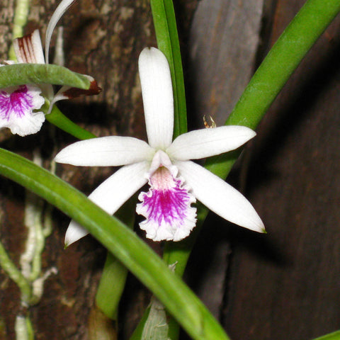 L. lundii ‘Jewell’s’