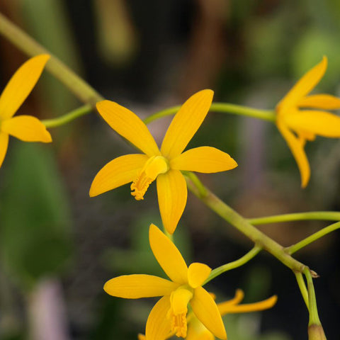 L. macrobulbosa 'Jewell's'