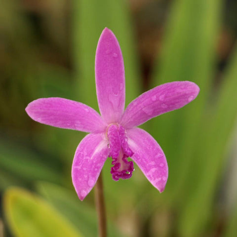 L. mantiqueirae 'Gemstone'