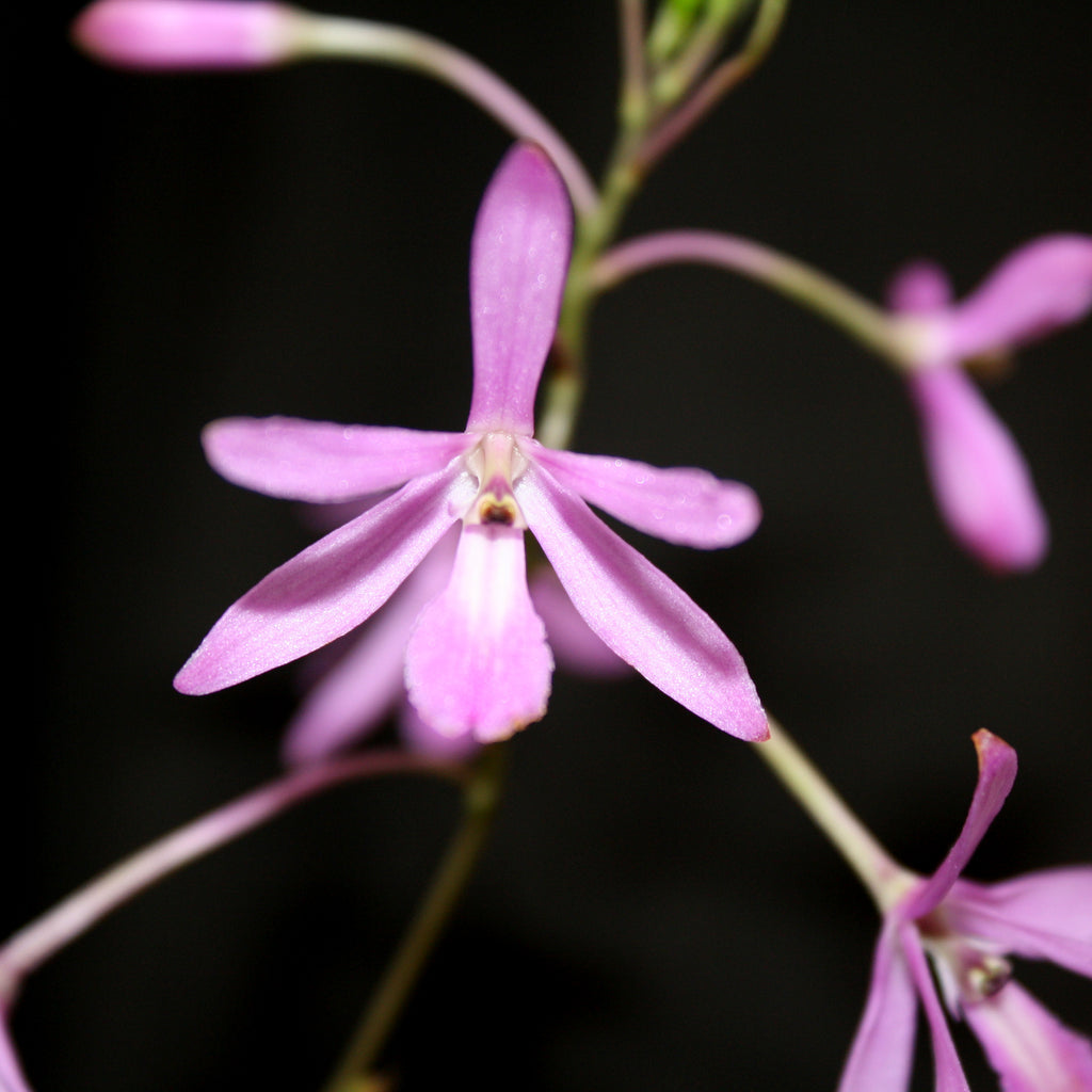 Pseudolaelia vellozicola