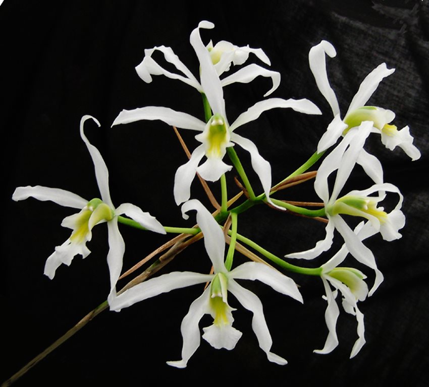 Schom. superbiens var. alba ‘Don Hubert Cross’