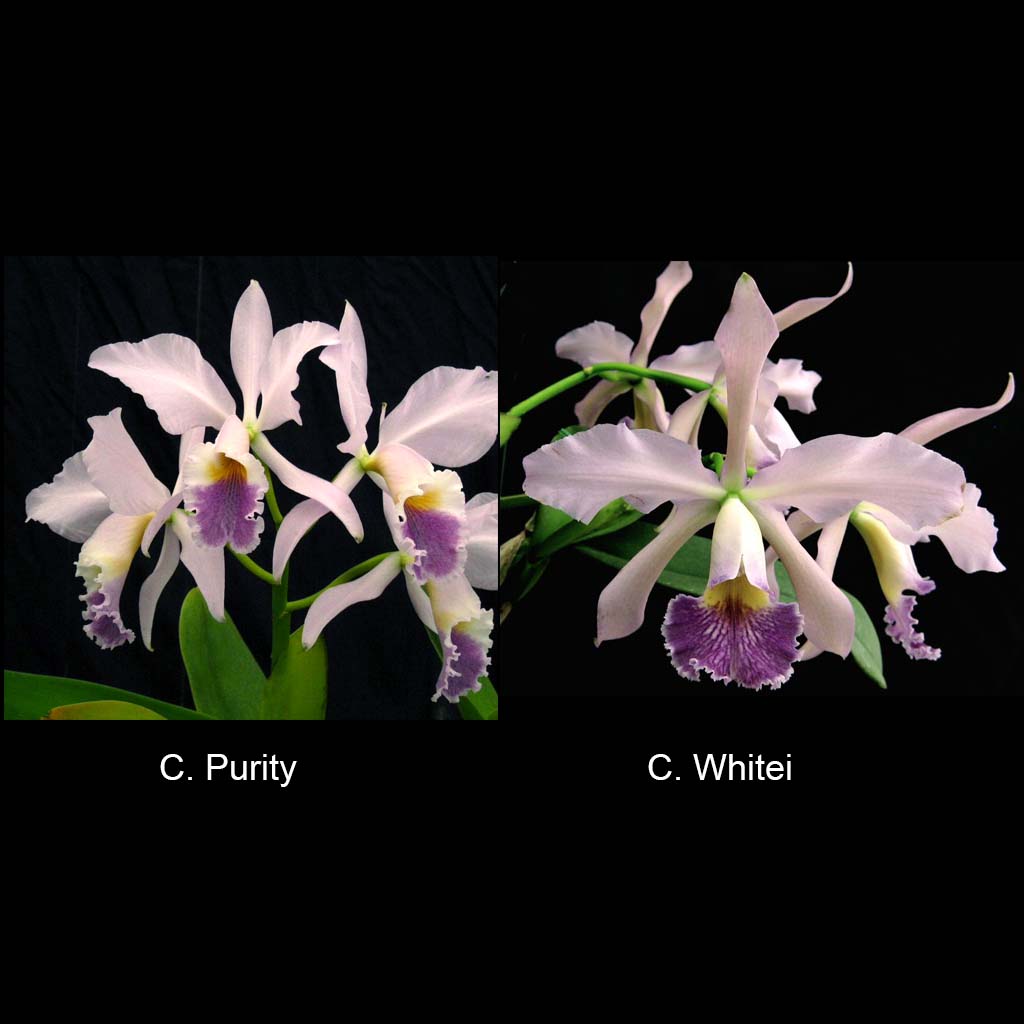 C. Purity ‘Whitlow’ x C. Whitei ‘Anda’