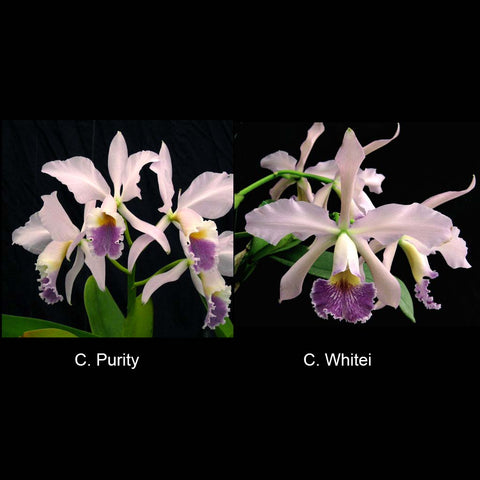 C. Purity ‘Whitlow’ x C. Whitei ‘Anda’