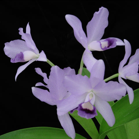 C. bowringiana var. coerulea