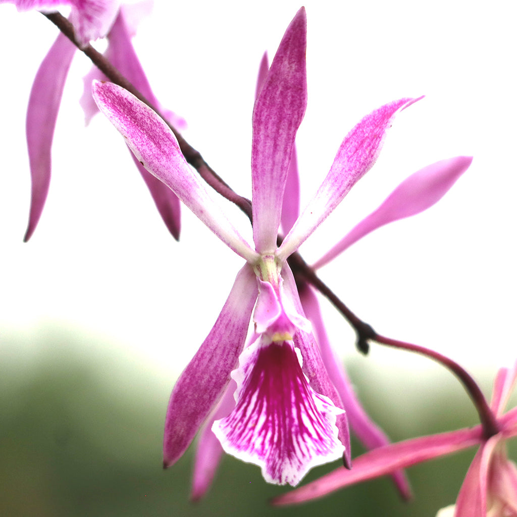 Enc. Amethyst Star (adenocaula x Standard Setter)