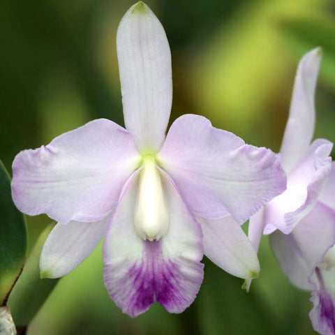 LC. Cristina Mendonza (LC. Floralia's Azul x C. intermedia var. coerulea)