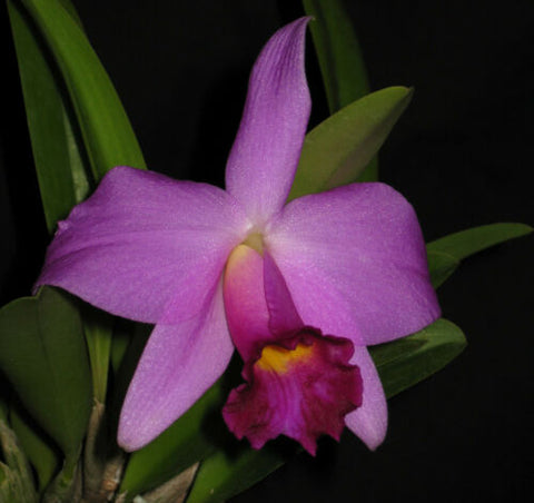 BLC. Pink Flame